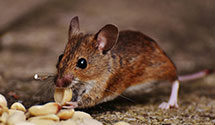24 Hour & Emergency Exterminators in Williamsport, PA
